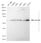 KD-Validated Anti-RAD23B Mouse Monoclonal Antibody
